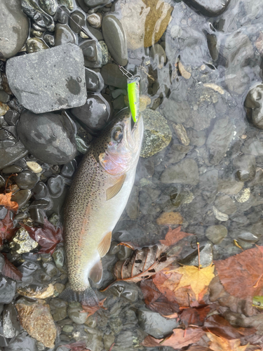 ニジマスの釣果