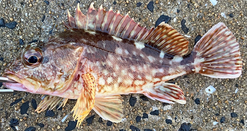 カサゴの釣果