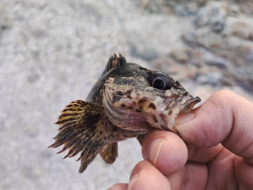 タケノコメバルの釣果