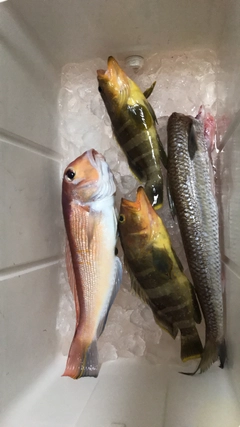 アマダイの釣果