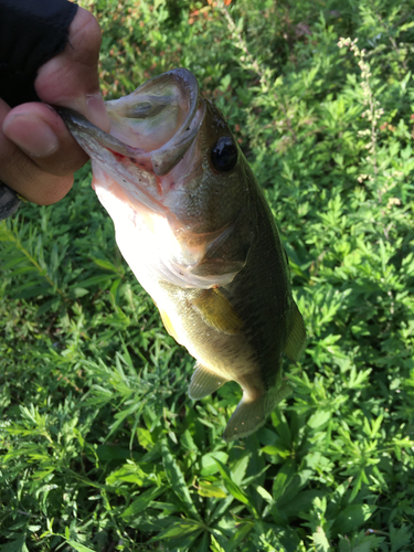 ラージマウスバスの釣果