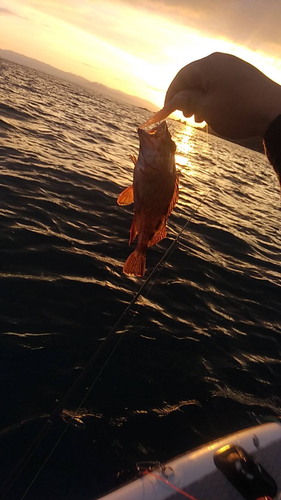 カサゴの釣果