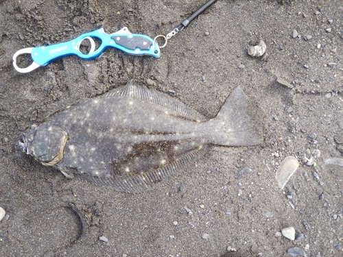 ヒラメの釣果