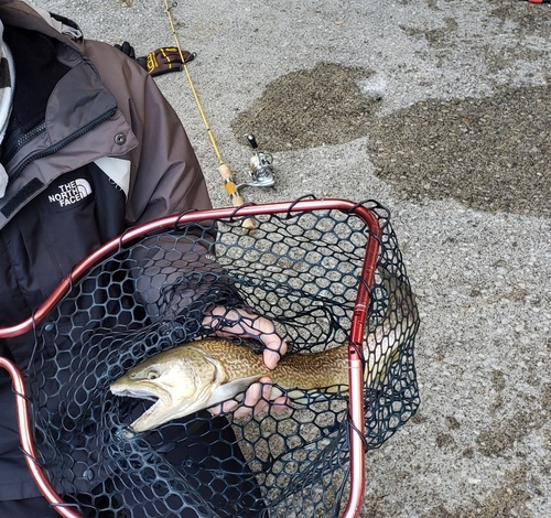 タイガートラウトの釣果