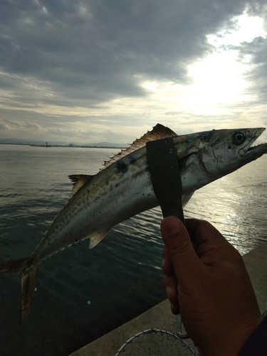 サゴシの釣果