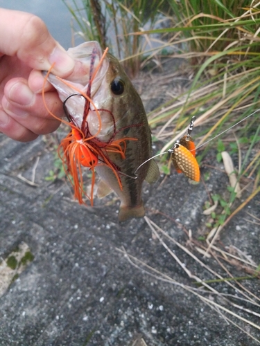 ブラックバスの釣果