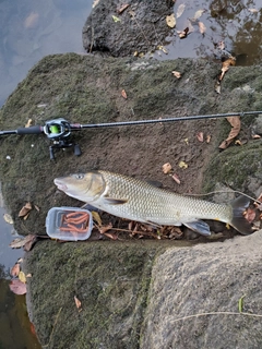 ニゴイの釣果