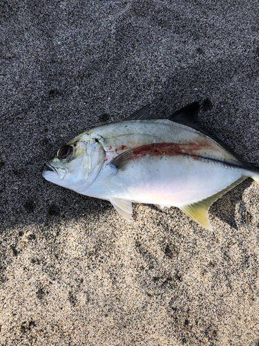 メッキの釣果