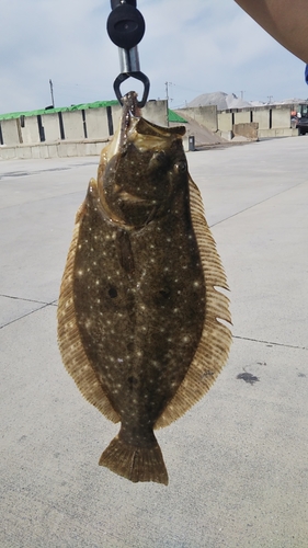 ヒラメの釣果