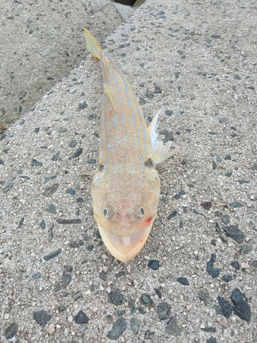 オキエソの釣果