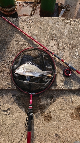 キチヌの釣果