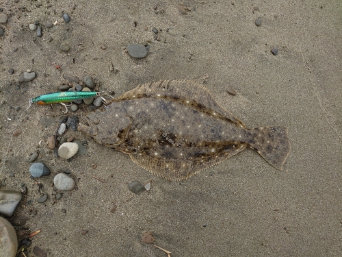 ヒラメの釣果