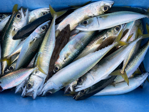 サバの釣果