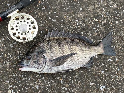 チヌの釣果