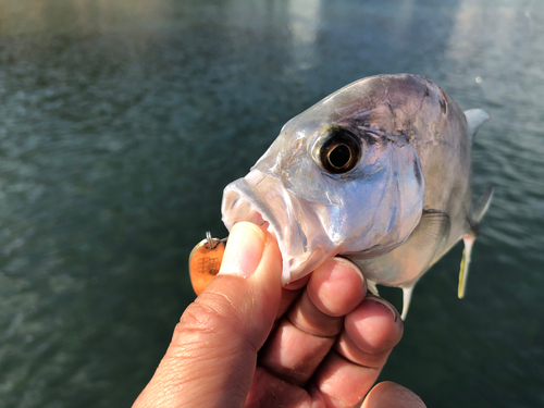 オニヒラアジの釣果