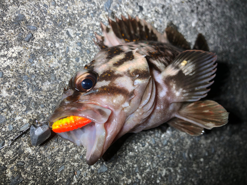 オウゴンムラソイの釣果