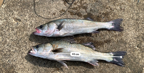 シーバスの釣果