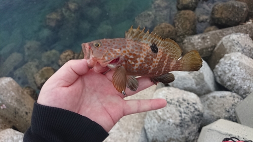 キジハタの釣果