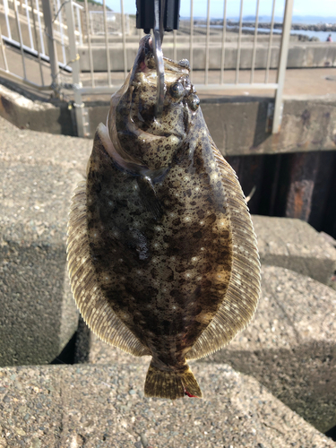 ヒラメの釣果