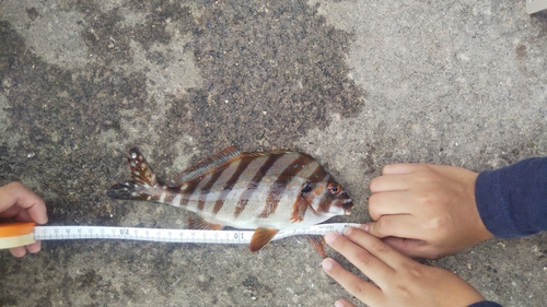 タカノハダイの釣果