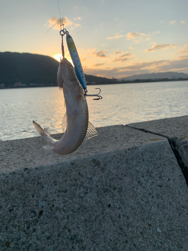 マエソの釣果