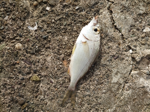 クロサギの釣果