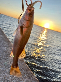 スズキの釣果
