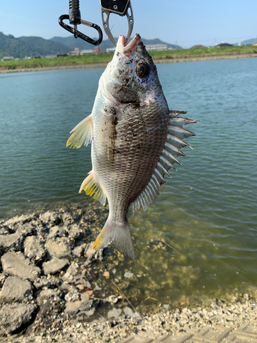 キビレの釣果