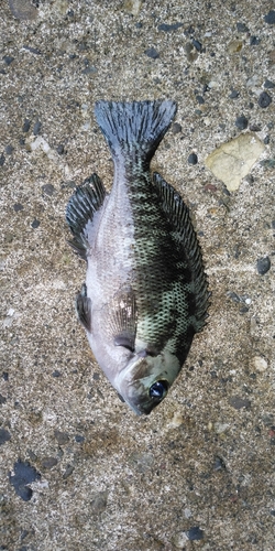 メジナの釣果