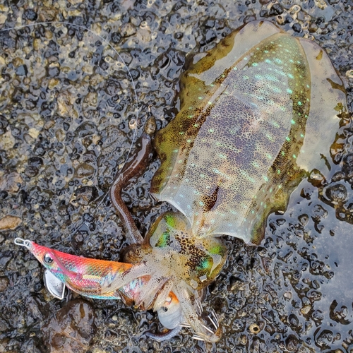 アオリイカの釣果