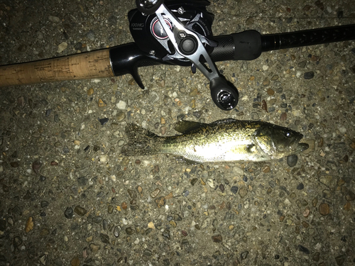 ラージマウスバスの釣果