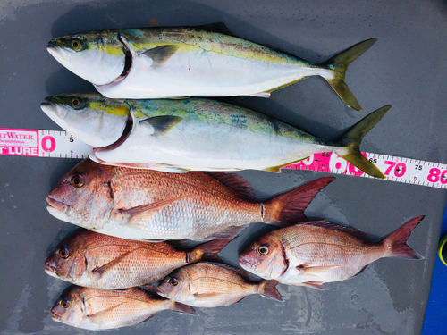 ハマチの釣果