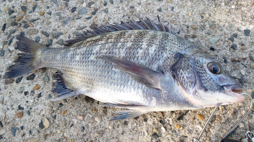 クロダイの釣果