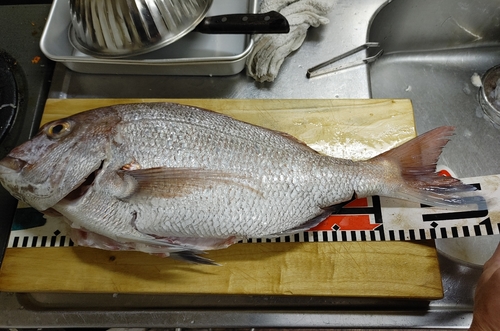 マダイの釣果