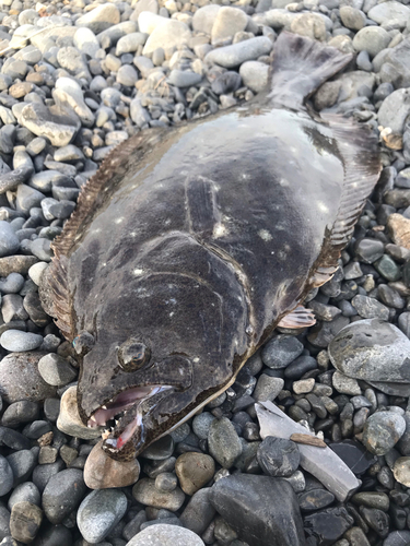 ヒラメの釣果