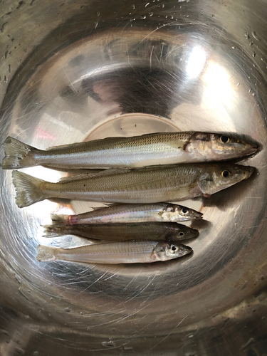 キスの釣果