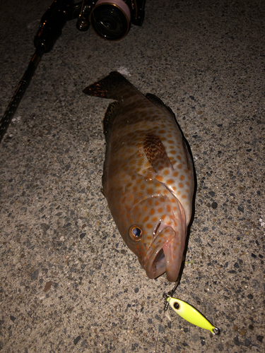 オオモンハタの釣果