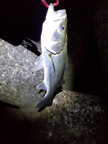 フッコ（タイリクスズキ）の釣果