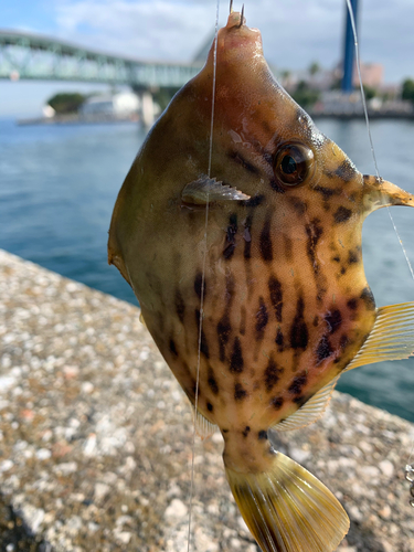 カワハギの釣果