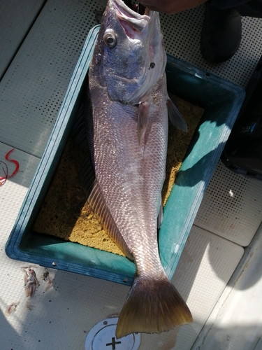 オオニベの釣果