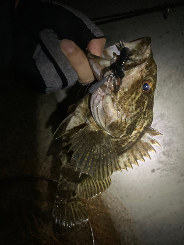 タケノコメバルの釣果