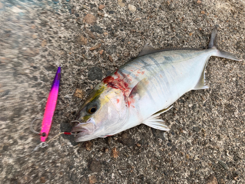 カンパチの釣果