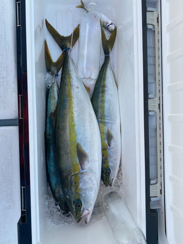 ハマチの釣果