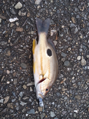 クロホシフエダイの釣果