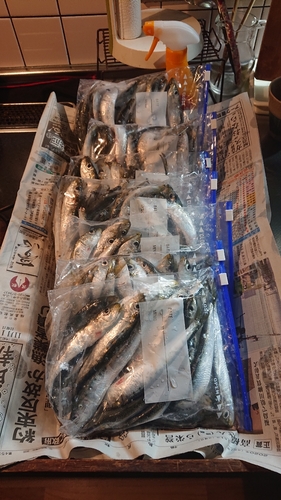 マイワシの釣果