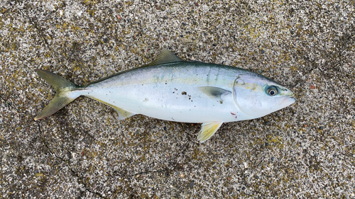 フクラギの釣果