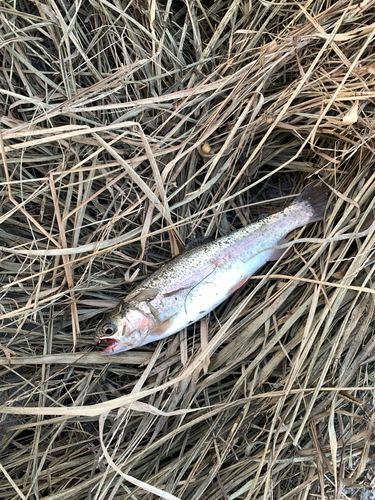 ニジマスの釣果