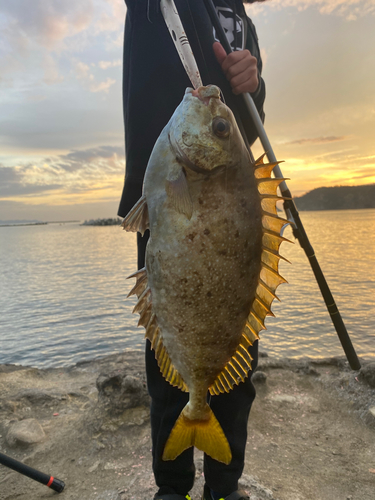 アイゴの釣果