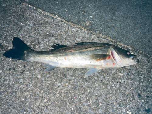 シーバスの釣果