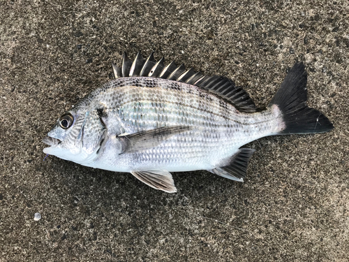 クロダイの釣果